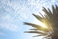 Tropical Palm Tree With Sun Light On Blue Sky. Summer Vacation And Travel Concept.