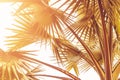 Tropical palm tree with sun light on sunset sky and cloud abstract background Royalty Free Stock Photo