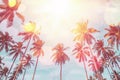 Tropical Palm Tree With Sun Light On Sunset Sky And Cloud Abstract Background