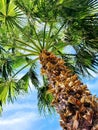 Tropical Palm Tree with Sunlit Fronds Against Blue Sky, Low-Angle View Royalty Free Stock Photo