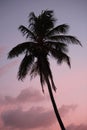 Tropical palm tree sunset in retro neon 80`s summer vibe saturated in bright pink and ufo green exotic trend pop art stock, photo