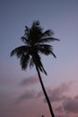 Tropical palm tree sunset in retro neon 80`s summer vibe saturated in bright pink and ufo green exotic trend pop art stock, photo