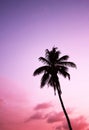 Tropical palm tree sunset in retro neon 80`s summer vibe saturated in bright pink and ufo green exotic trend pop art stock, photo