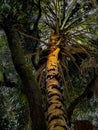 Close-Up of a Tropical Palm Tree Trunk in Dramatic Light Royalty Free Stock Photo