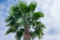 Tropical palm tree