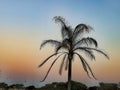 Tropical palm tree on a warm summer afternoon Royalty Free Stock Photo