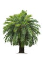 Tropical palm tree on white