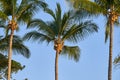 Tropical palm trees against the blue sky Royalty Free Stock Photo