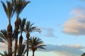 Tropical palm trees against blue sky and white fluffy clouds abstract background. Summer vacation and nature travel Royalty Free Stock Photo