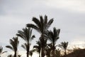 Tropical palm trees against blue sky and white fluffy clouds abstract background. Summer vacation and nature travel Royalty Free Stock Photo