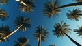 Tropical Palm Trees Against Clear Blue Sky Royalty Free Stock Photo