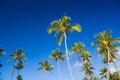 Tropical palm trees against clear blue sky Royalty Free Stock Photo