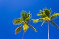 Tropical palm trees against clear blue sky Royalty Free Stock Photo