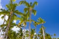 Tropical palm trees against clear blue sky Royalty Free Stock Photo