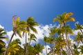 Tropical palm trees against clear blue sky Royalty Free Stock Photo