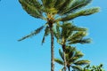 Tropical palm trees against clear blue sky Royalty Free Stock Photo