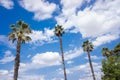 Tropical palm trees in the background of a blue sky with summery white clouds