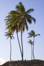 Tropical palm trees on the beach during summer Royalty Free Stock Photo