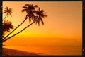 Tropical palm trees on beach at sunset Royalty Free Stock Photo