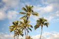 Tropical Palm Trees and Blue Sky Royalty Free Stock Photo