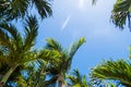 Tropical Palm trees & Blue Sky View Royalty Free Stock Photo