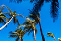 Tropical Palm trees & Blue Sky View Royalty Free Stock Photo