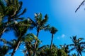 Tropical Palm trees & Blue Sky View Royalty Free Stock Photo