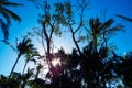 Tropical Palm trees & Blue Sky View Royalty Free Stock Photo