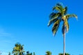Tropical Palm trees & Blue Sky View Royalty Free Stock Photo
