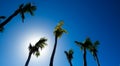 Tropical Palm trees & Blue Sky View Royalty Free Stock Photo