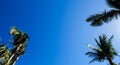 Tropical Palm trees & Blue Sky View Royalty Free Stock Photo