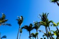 Tropical Palm trees & Blue Sky View Royalty Free Stock Photo