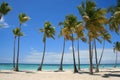 Tropical Palm Trees on Caribbean beach Royalty Free Stock Photo