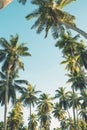 Tropical palm trees on clear summer sky background. Toned image Royalty Free Stock Photo