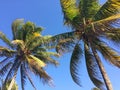 Tropical Palm Trees with Coconuts Royalty Free Stock Photo