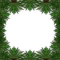 Tropical palm trees in the form of a background or frame on white. Royalty Free Stock Photo