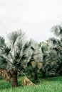 Tropical palm trees at Gardens by the Bay in Singapore Royalty Free Stock Photo