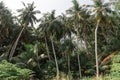 Tropical palm trees grove in the jungles at the island Manadhoo the capital of Noonu atoll Royalty Free Stock Photo