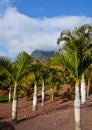 Tropical palm trees growing in the park of Tenerife,Canary Islands,Spain. Royalty Free Stock Photo