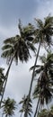 Tropical Palm Trees Leaning from the Gentle Breezes! Royalty Free Stock Photo