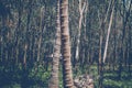 Tropical palm trees with leaves. Mature and young plants