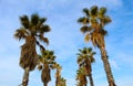 Palm Trees at Durres Beach, Albania