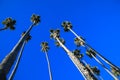 Tropical Palm Trees looking up to the sky Royalty Free Stock Photo