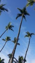 Tropical palm trees Royalty Free Stock Photo