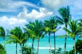 Tropical Miami beach palms near the ocean