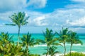 Tropical Miami beach palms near the ocean