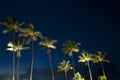 Tropical Palm Trees at Night Royalty Free Stock Photo