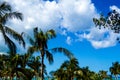 Tropical Palm trees & Ocean View Royalty Free Stock Photo