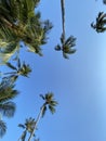 Tropical palm trees over clear blue summer sky Royalty Free Stock Photo