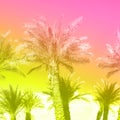 Tropical palm trees over trendy neon pink sky. Summer and travel concept with rainbow gradient. Holiday background. Palm leaves Royalty Free Stock Photo